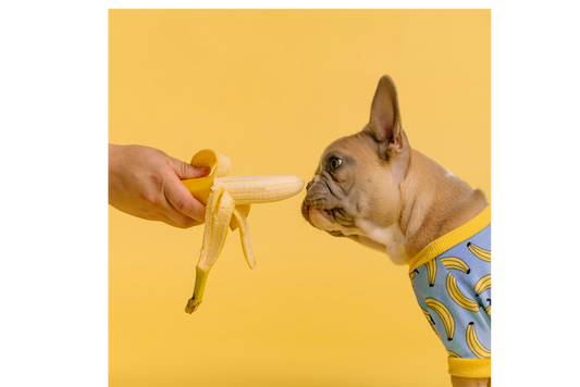 BARF e dieta casalinga: perché NON improvvisare!