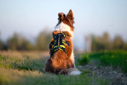 Pettorina per cani Antifuga 4 Season