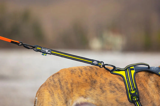 Prolunga elastica per guinzaglio