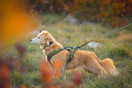 Guinzaglio Tecnico per cani 4 Season