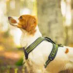 Pettorina Tecnica 4 season Power