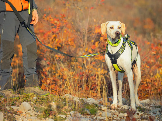 Collare tecnico Riflettente Sleddog