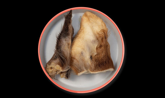 MASTICATIVO ORECCHIE BOVINO 10PZ