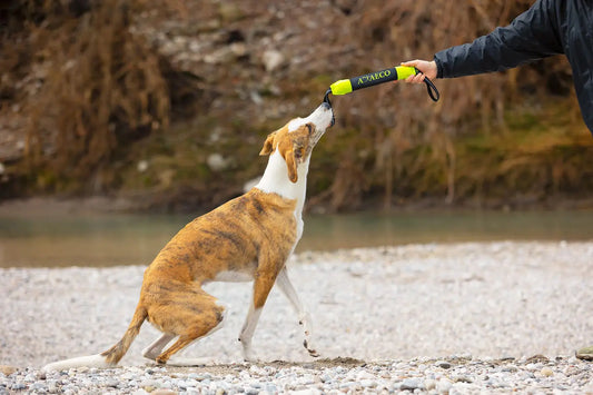Pippen: manicotto per cani galleggiante, per addestramento in acqua
