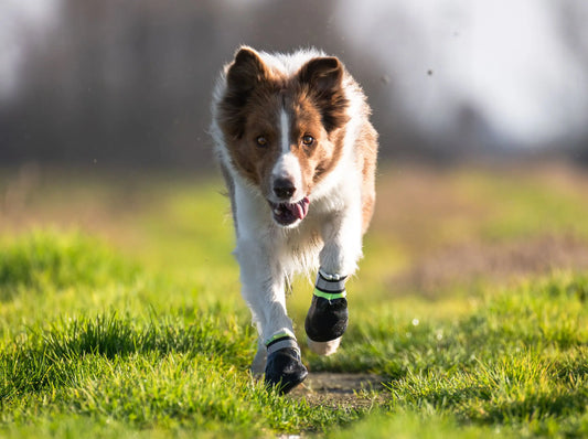 Scarpette da montagna per cane: per terreni impervi, ghiaccio, sale